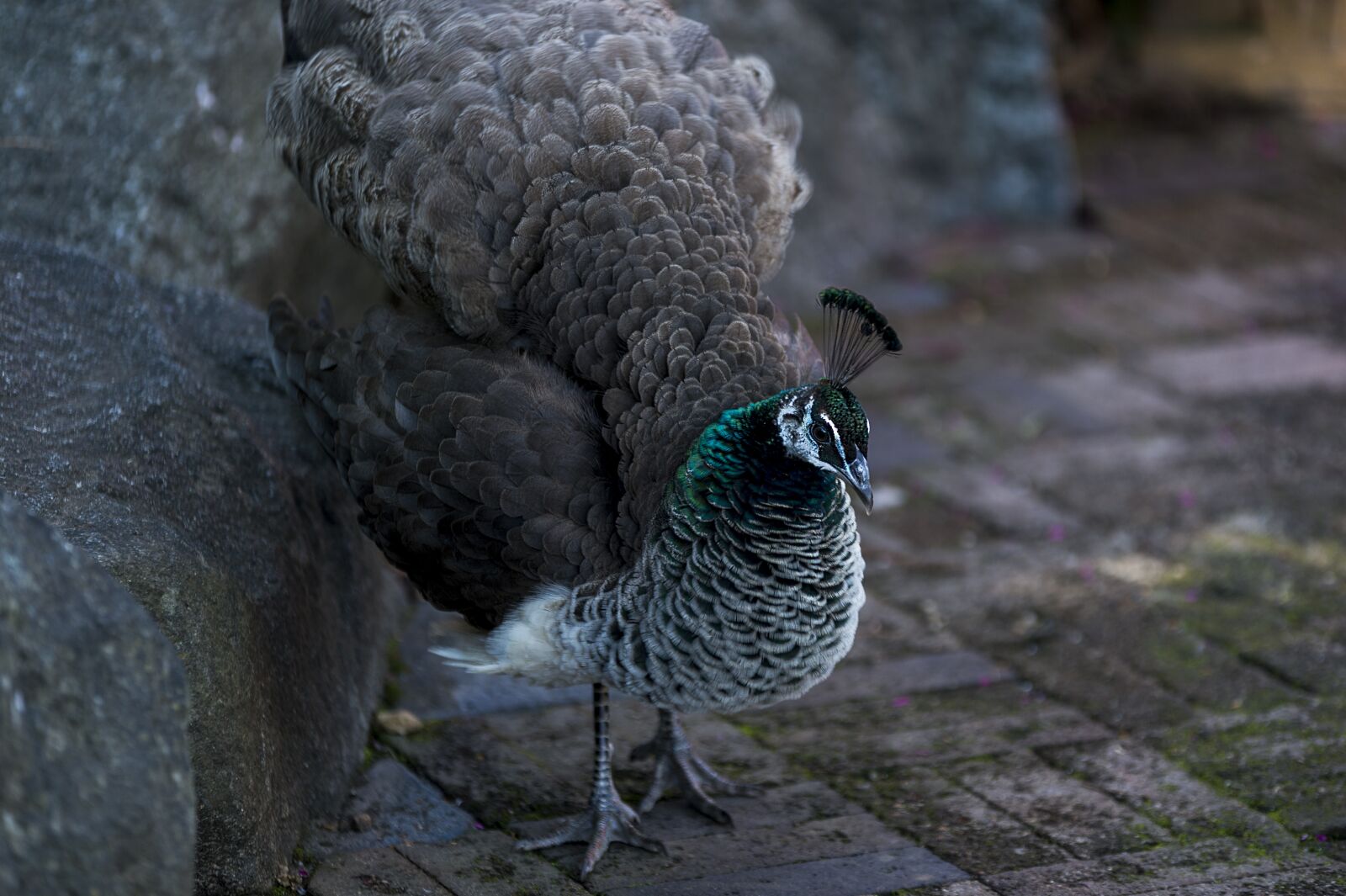 Nikon D4 sample photo. Peacock, colorful, animal photography