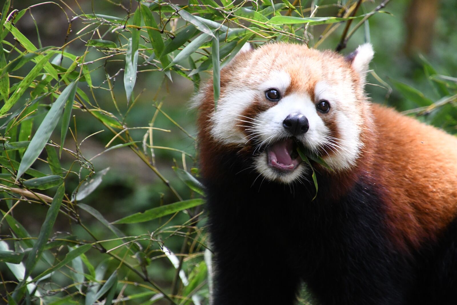 Nikon D7500 sample photo. Redpanda, animal, zoo photography
