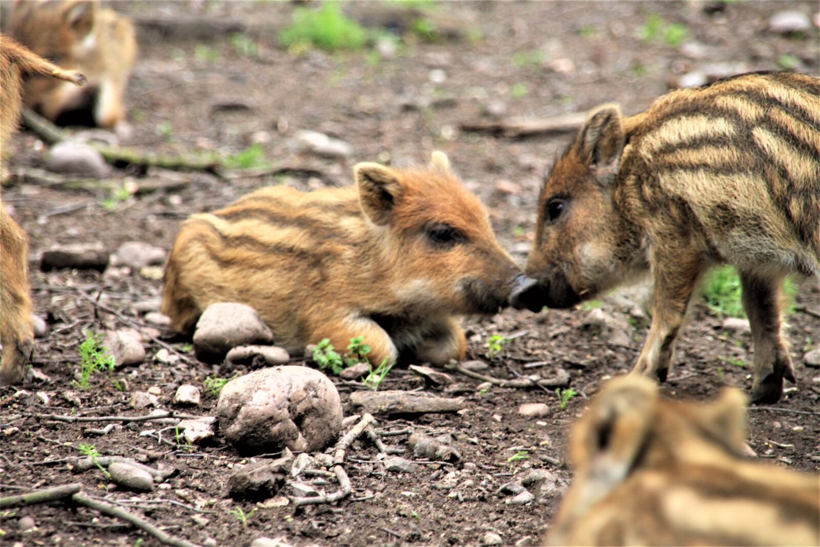 Canon EOS 500D (EOS Rebel T1i / EOS Kiss X3) sample photo. Boar, wild boar, launchy photography