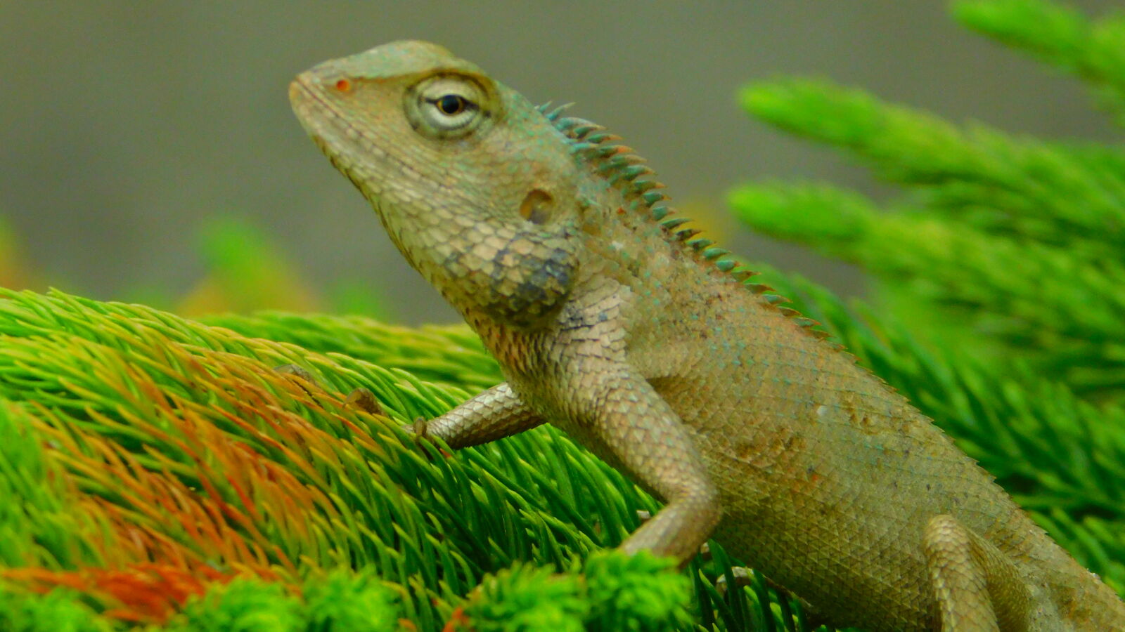 Nikon Coolpix B500 sample photo. Chameleon, reptile photography