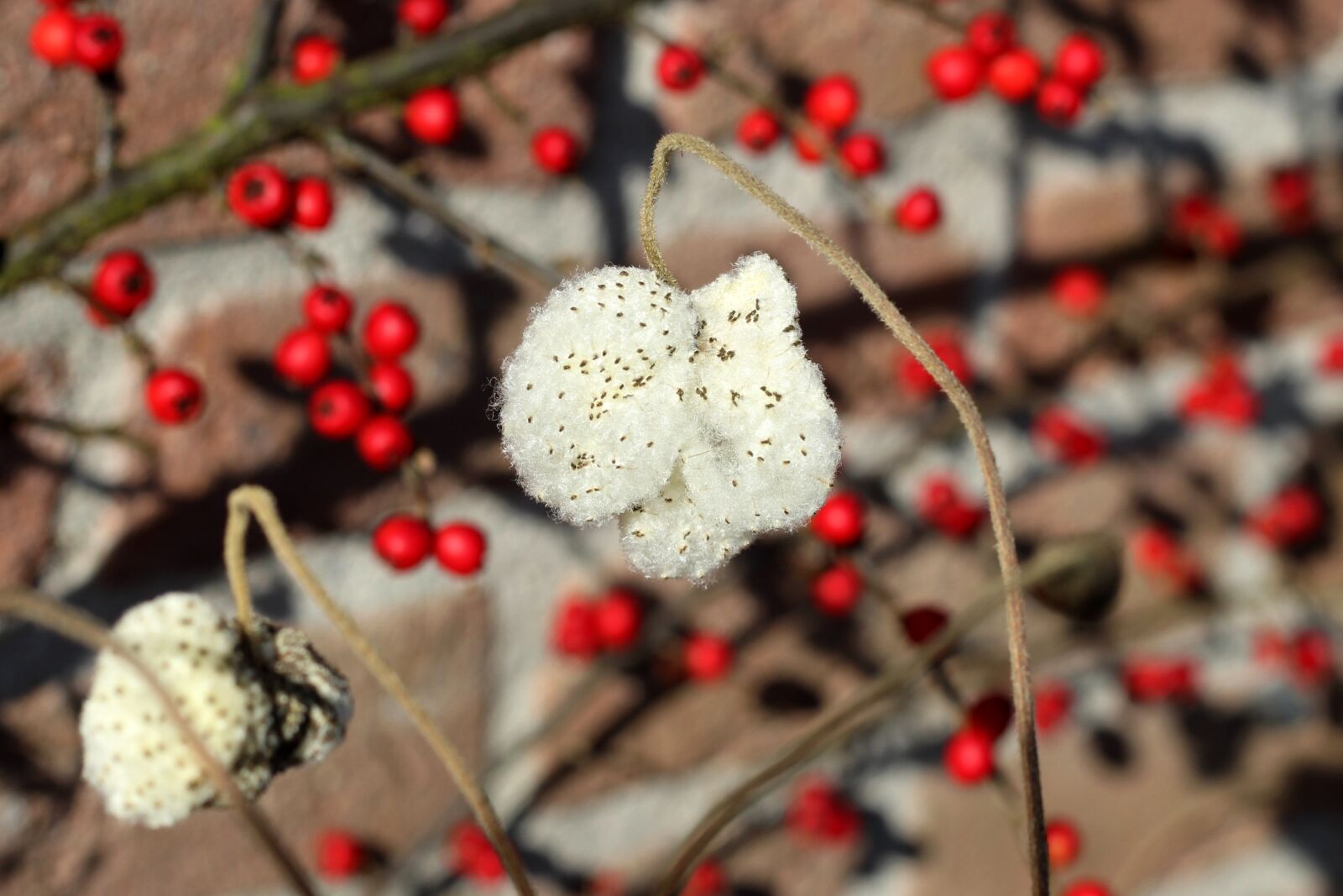 Canon EF 50mm F1.8 STM sample photo. Zaadpluis, anemone, red berries photography