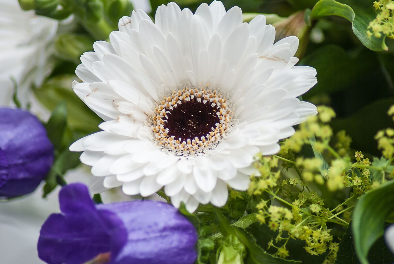 Nikon D3000 sample photo. Gerbera, flower, flowers photography