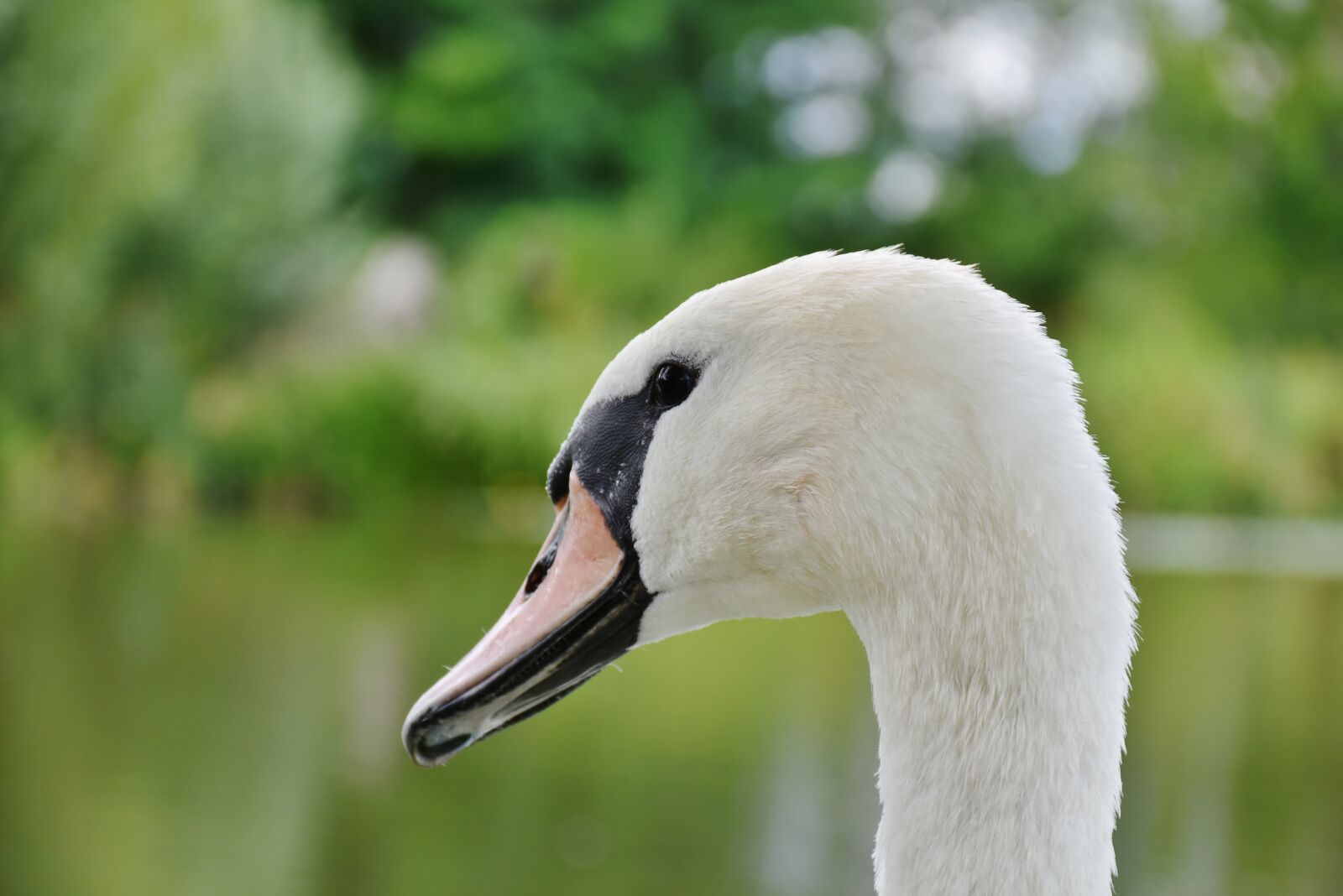 Nikon D7200 sample photo. Swan, white, bank photography