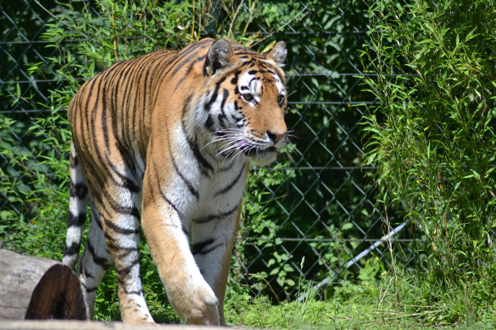 Nikon D3100 sample photo. Tiger photography