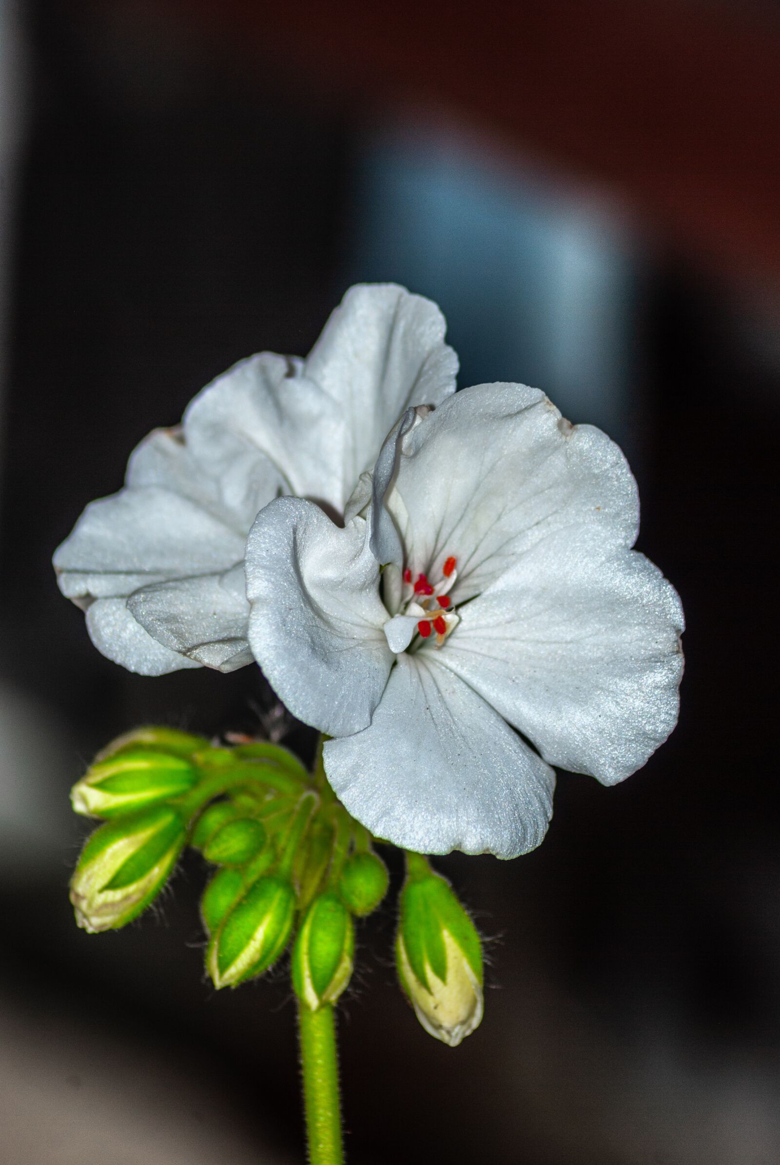 Nikon D60 sample photo. White, spring, nature photography