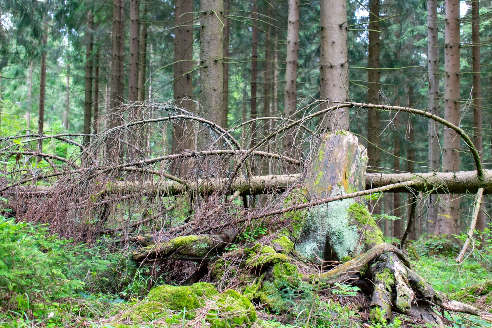 Nikon D5300 sample photo. Forest, tree stump, close photography
