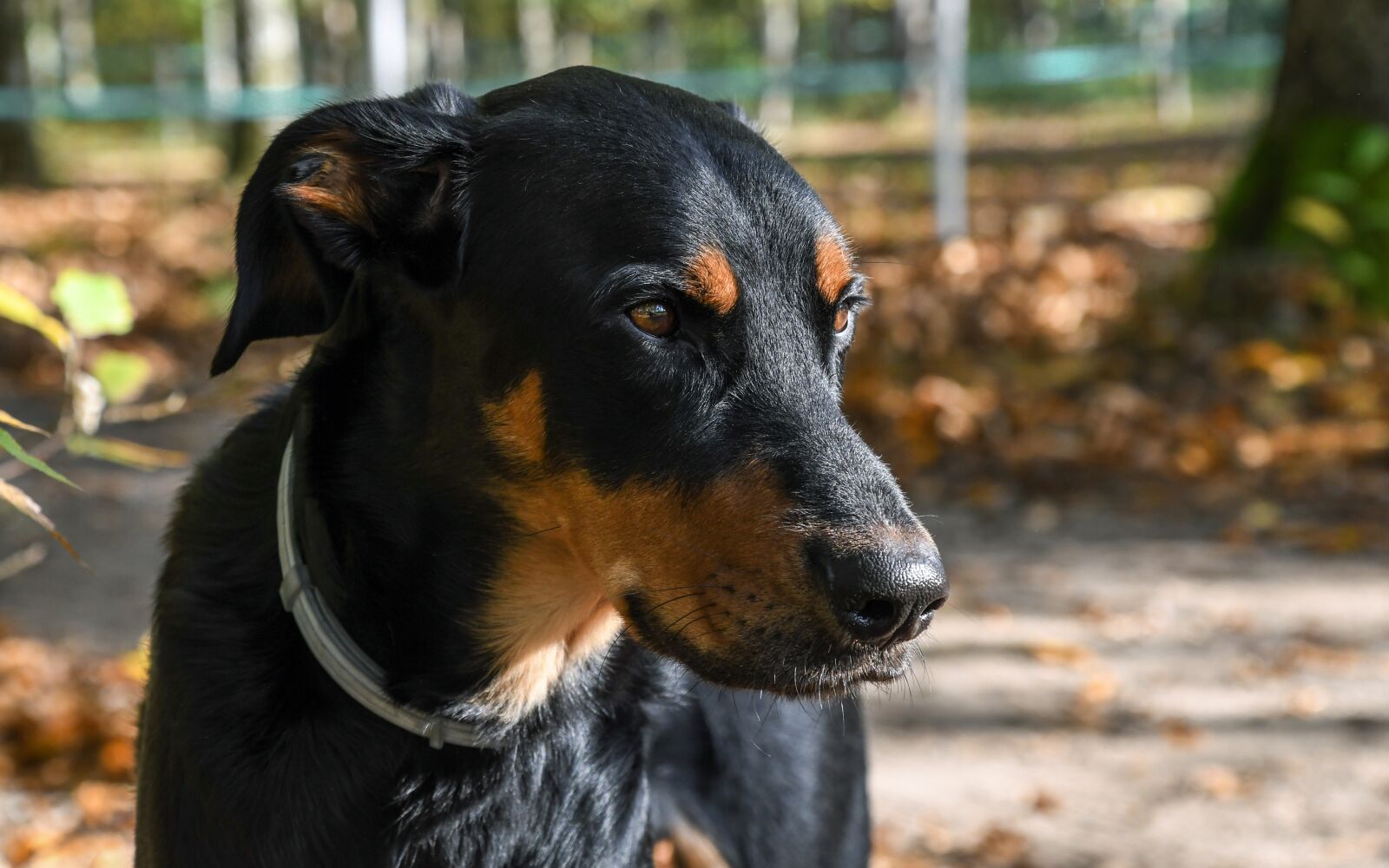 Nikon D500 sample photo. Dog, beauceron, animal photography