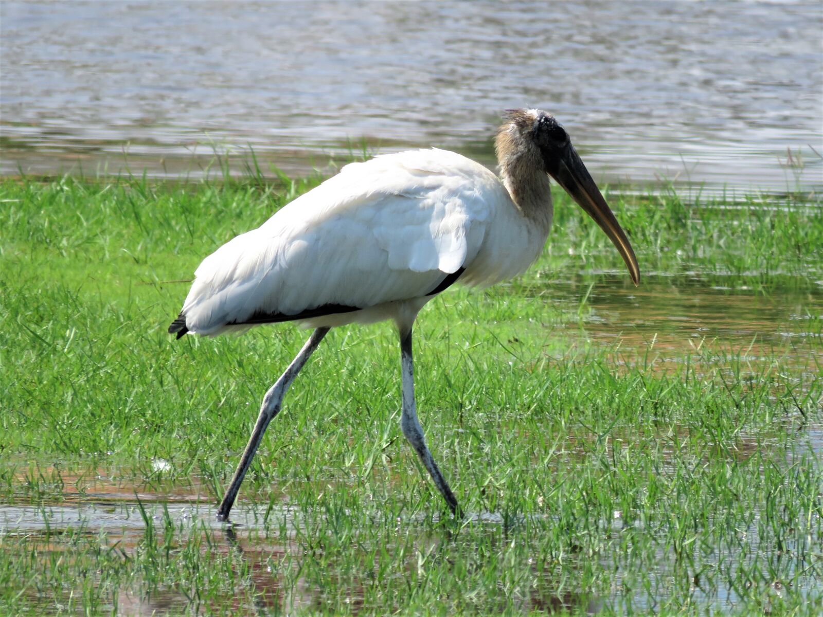 Canon PowerShot SX60 HS sample photo. Stork, walking bird, birding photography