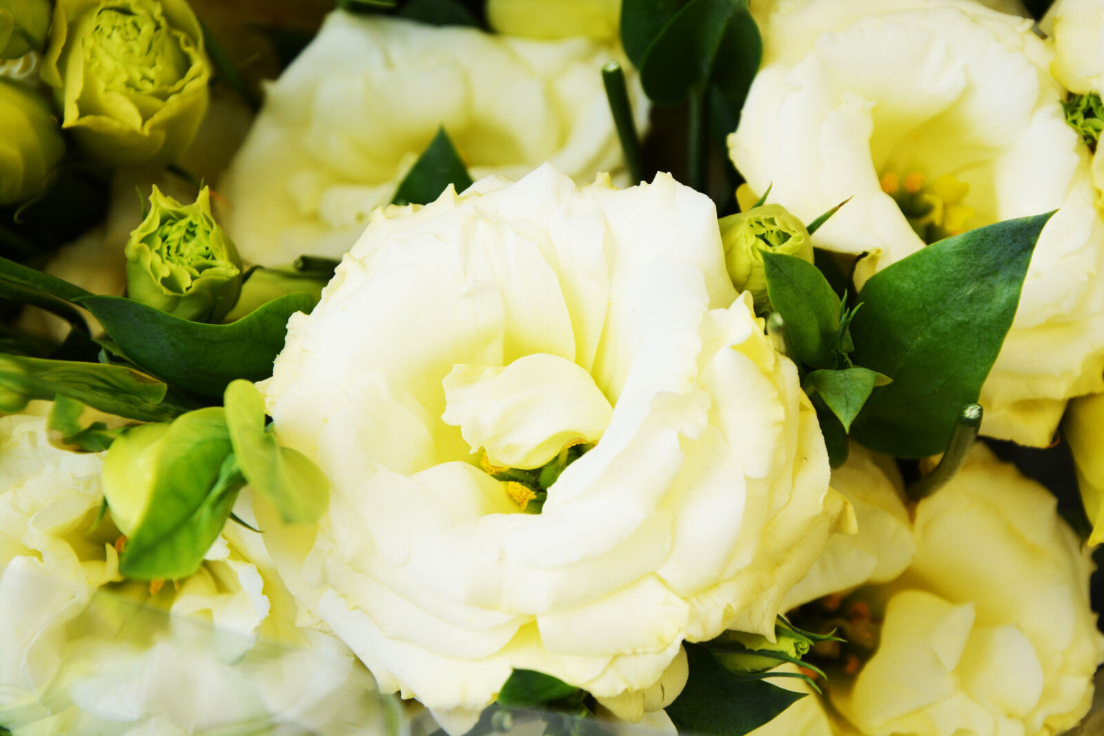 Nikon D5200 sample photo