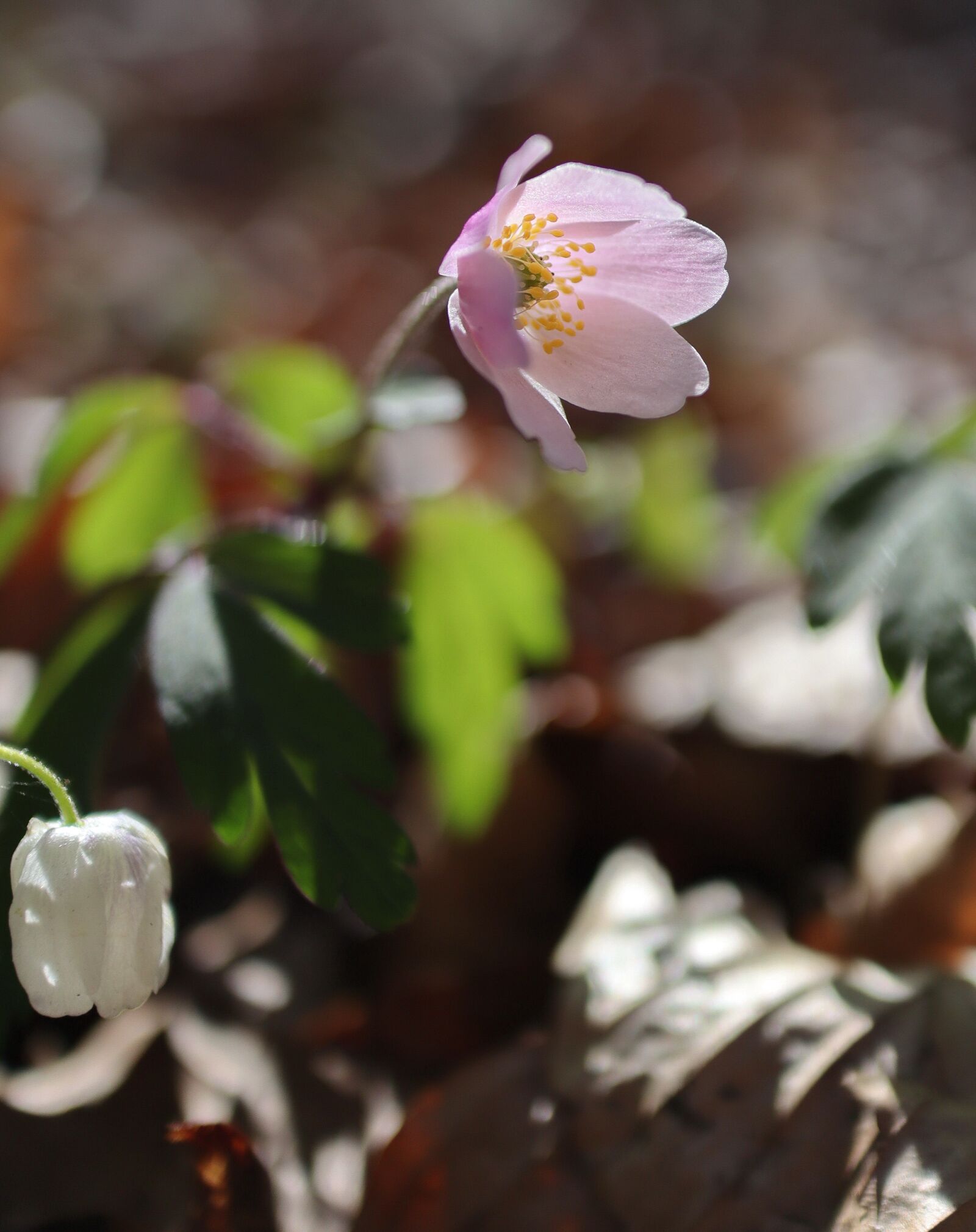 Canon EF-M 22mm F2 STM sample photo. Wood anemone, flower, spring photography