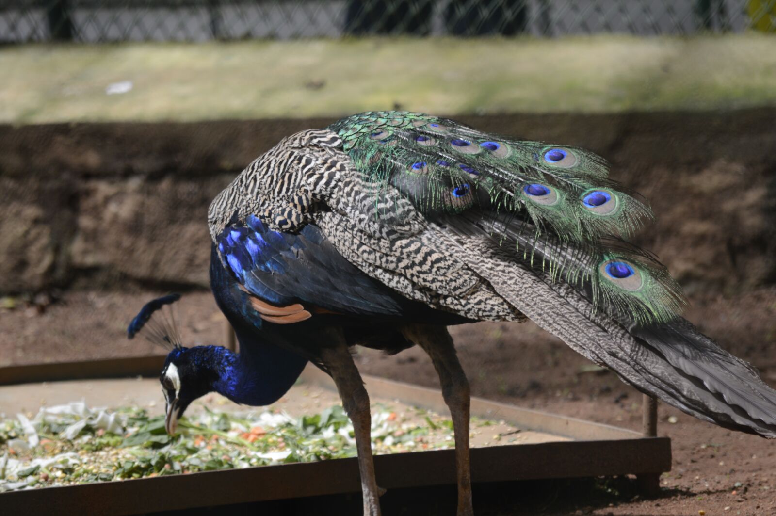 Nikon D3200 sample photo. Peacock, nature, bird photography