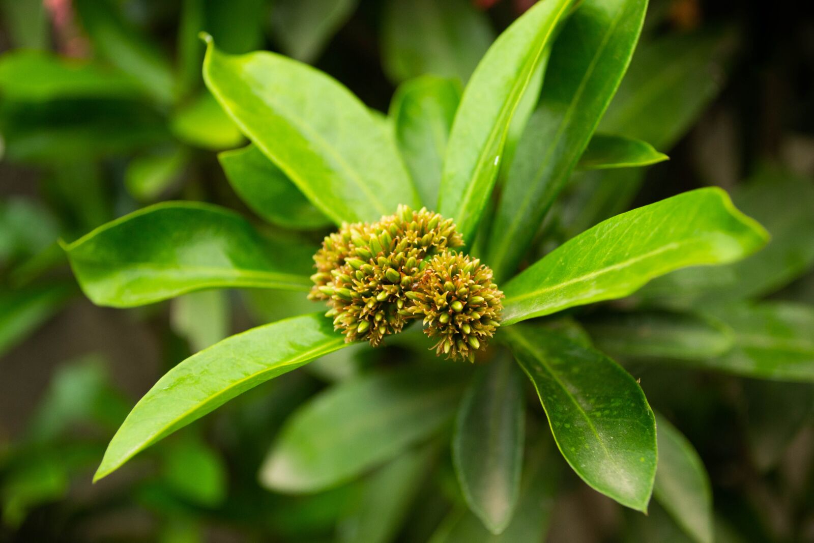 Nikon D3100 sample photo. Flowers, plants, nature photography