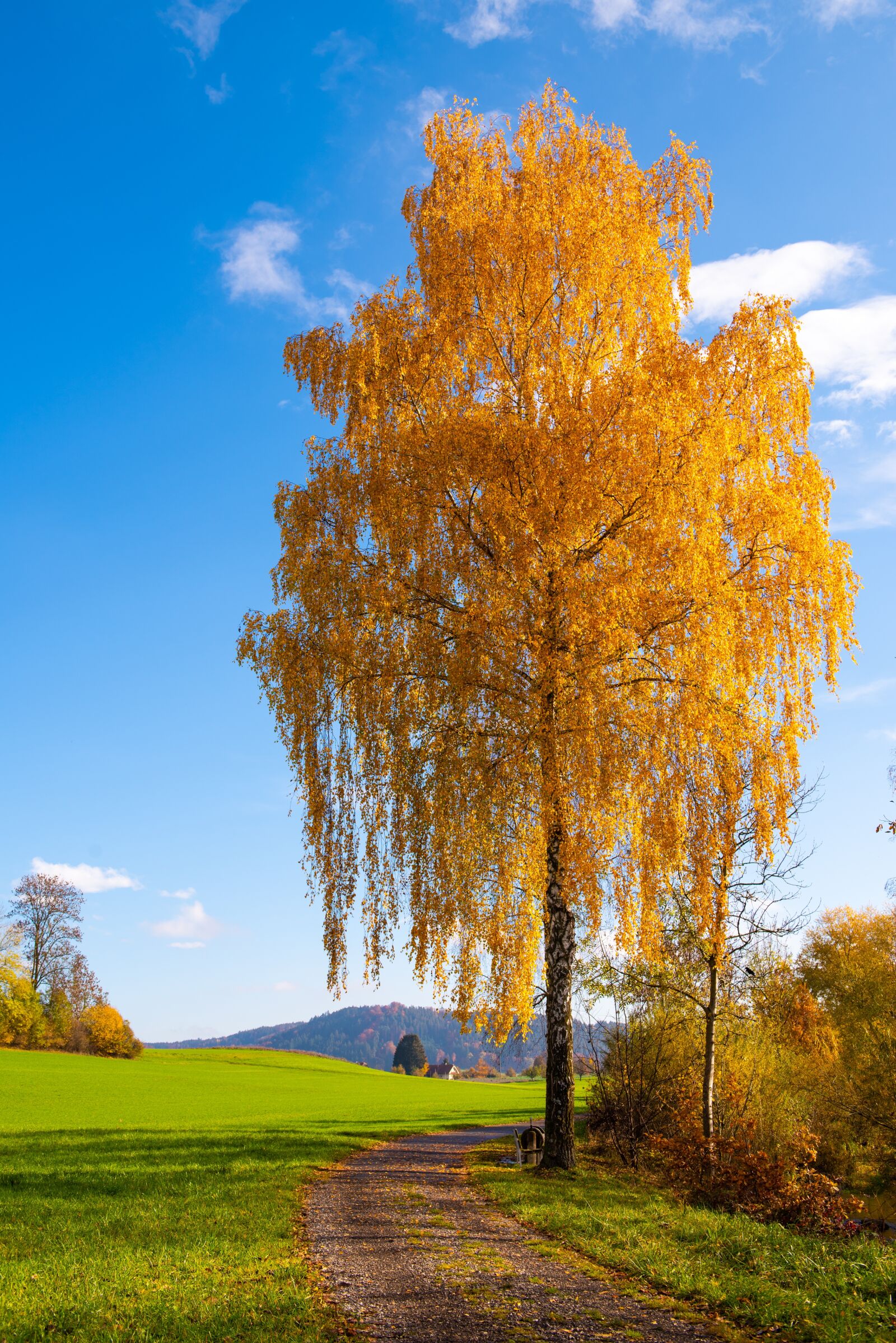 Nikon D810 sample photo. Autumn, cute, sky photography