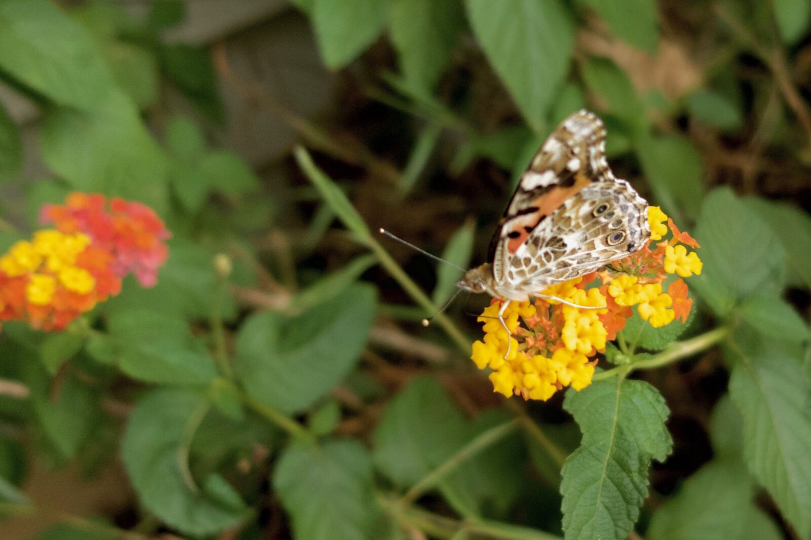 Sony Cyber-shot DSC-RX100 III sample photo. Butterflies, butterfly, flowers photography