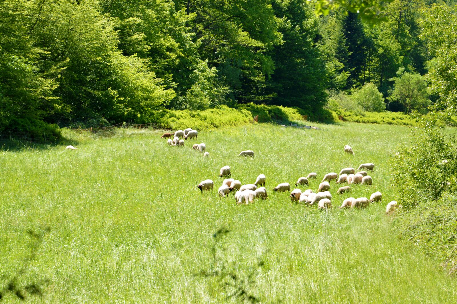 Nikon D3200 sample photo. Nature, sheep, black forest photography