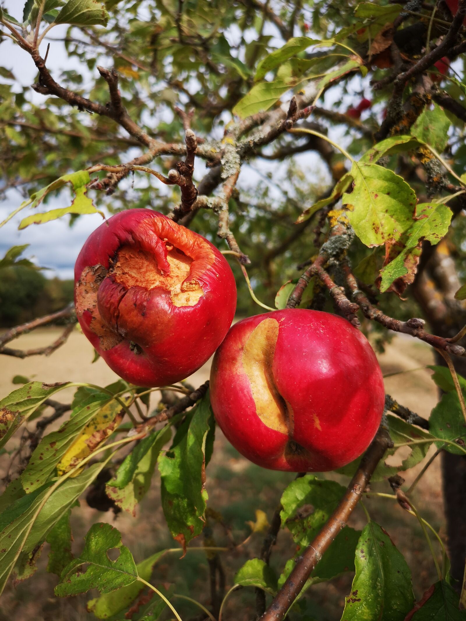 HUAWEI CLT-L29 sample photo. Apple, tree, harvest photography