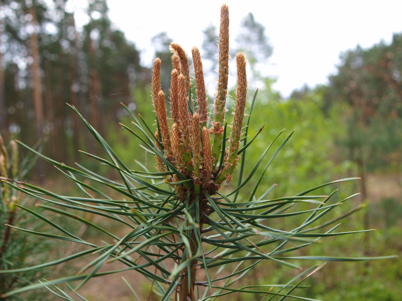 Olympus E-420 (EVOLT E-420) sample photo. Pine, shoots, spring photography