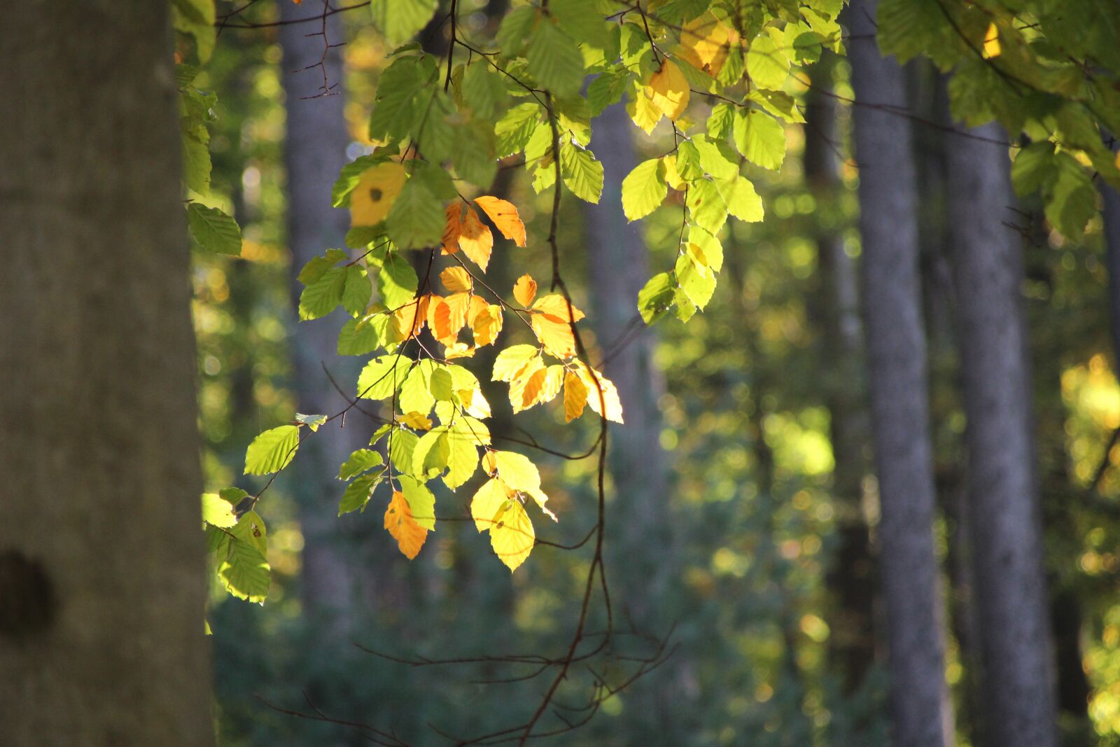 Canon EOS 1300D (EOS Rebel T6 / EOS Kiss X80) + Canon TS-E 90mm F2.8 Tilt-Shift sample photo. Leaves, sun, lichtspiel photography