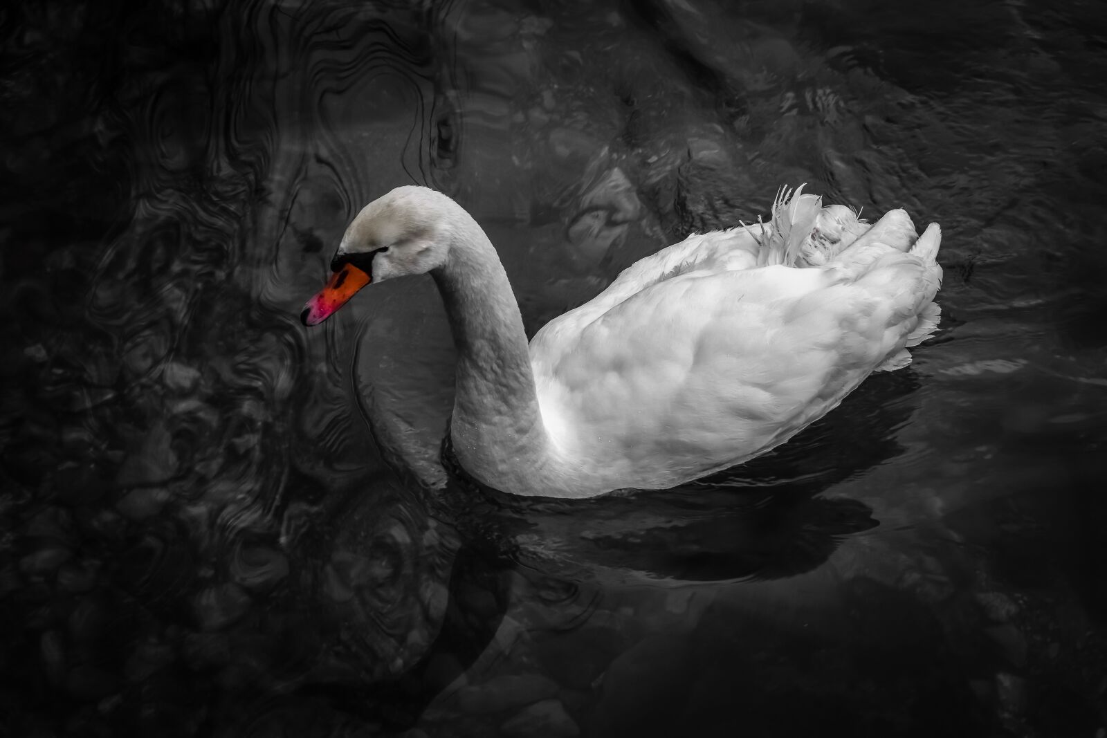 Nikon D3300 sample photo. Swan, lake, animal photography