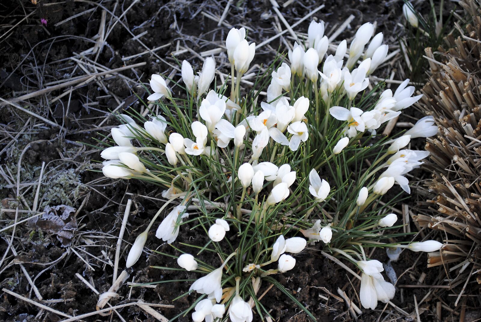 Nikon D3000 sample photo. Spring, flower, nature photography