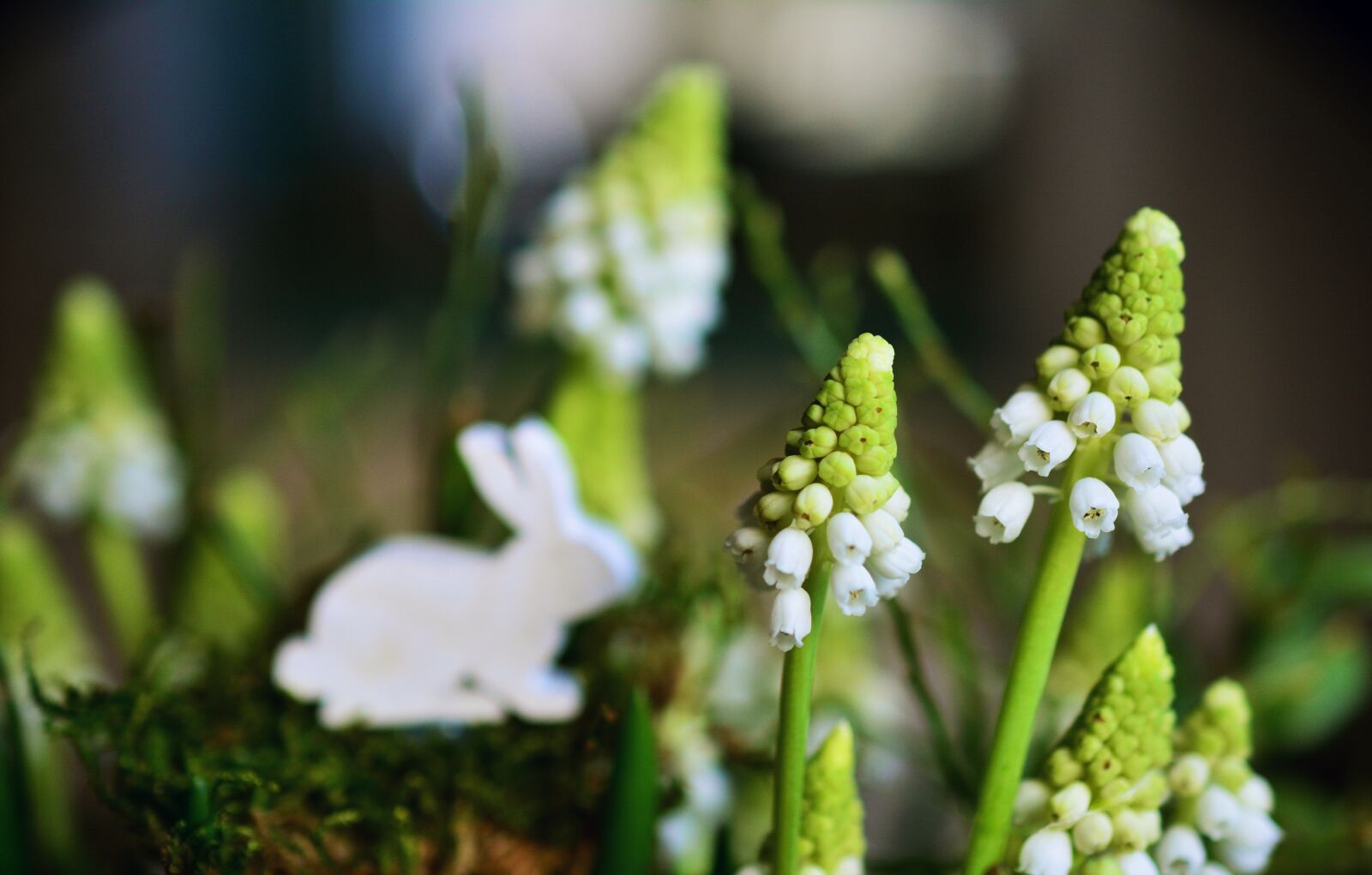 Nikon D5200 sample photo. Hyacinth, grape hyacinth, white photography