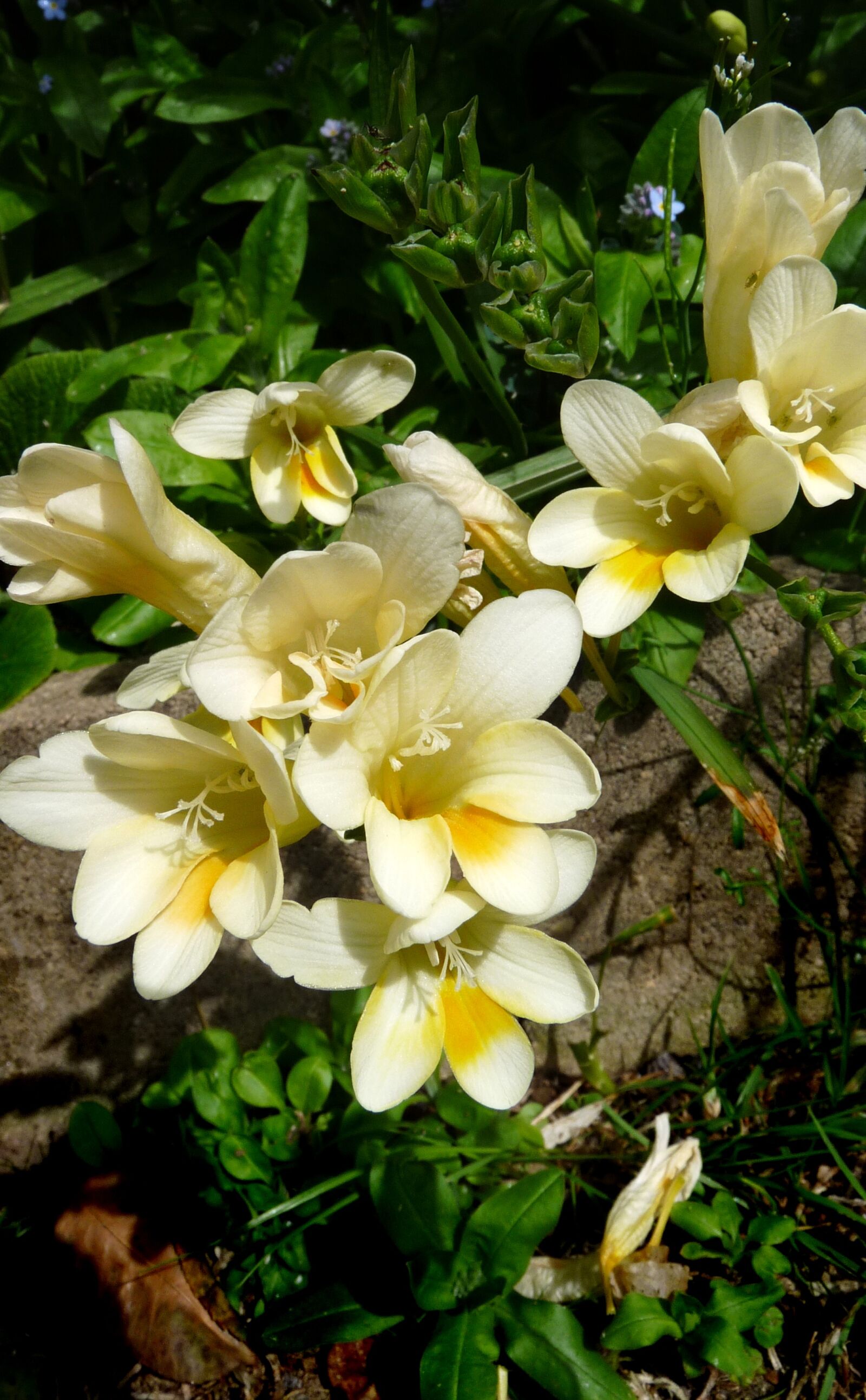 Panasonic Lumix DMC-FZ28 sample photo. Flowers, scented, garden photography