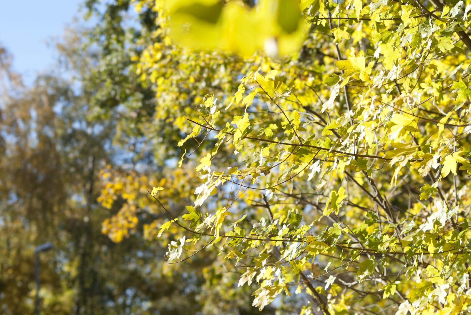 Sony Alpha DSLR-A300 sample photo. Autumn, nature, mood photography