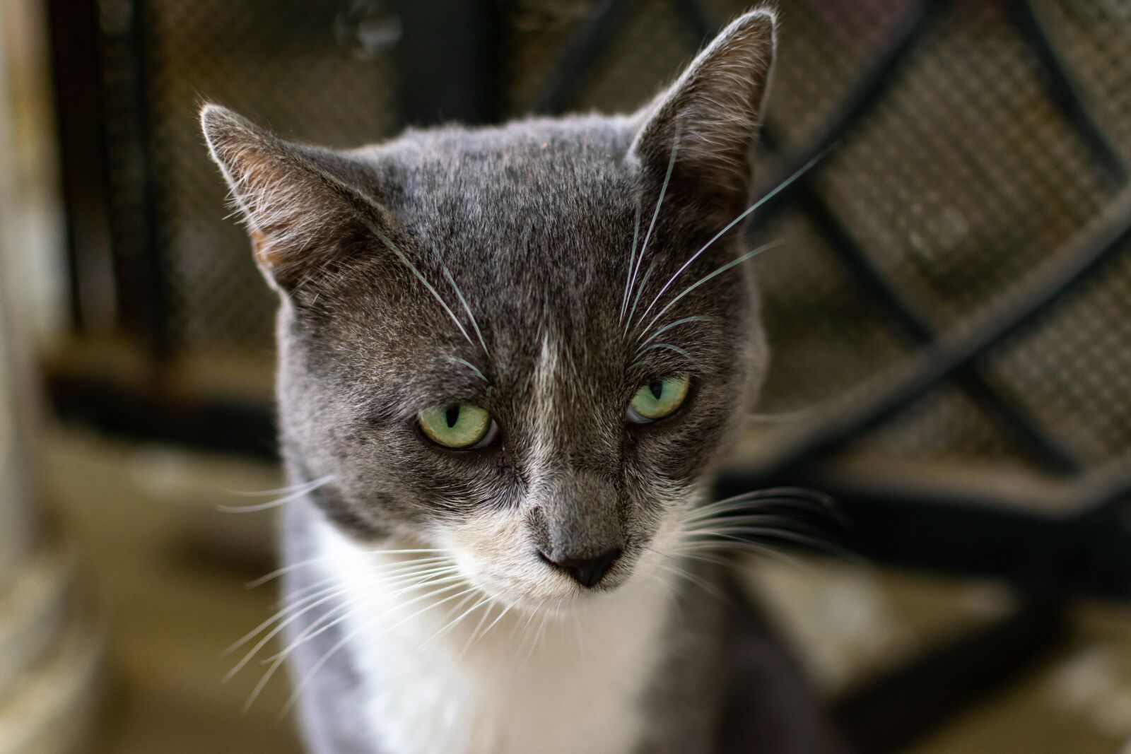 Nikon D5300 sample photo. Cat, animal, cute photography