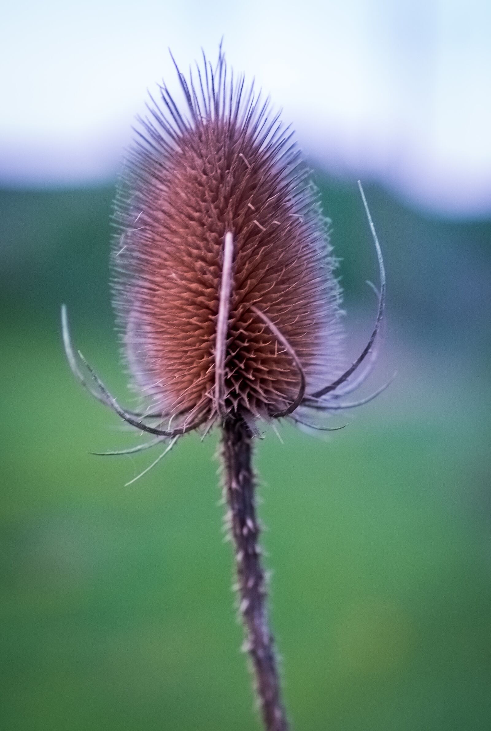Fujifilm XF 16-55mm F2.8 R LM WR sample photo. Nature, flower, summer photography