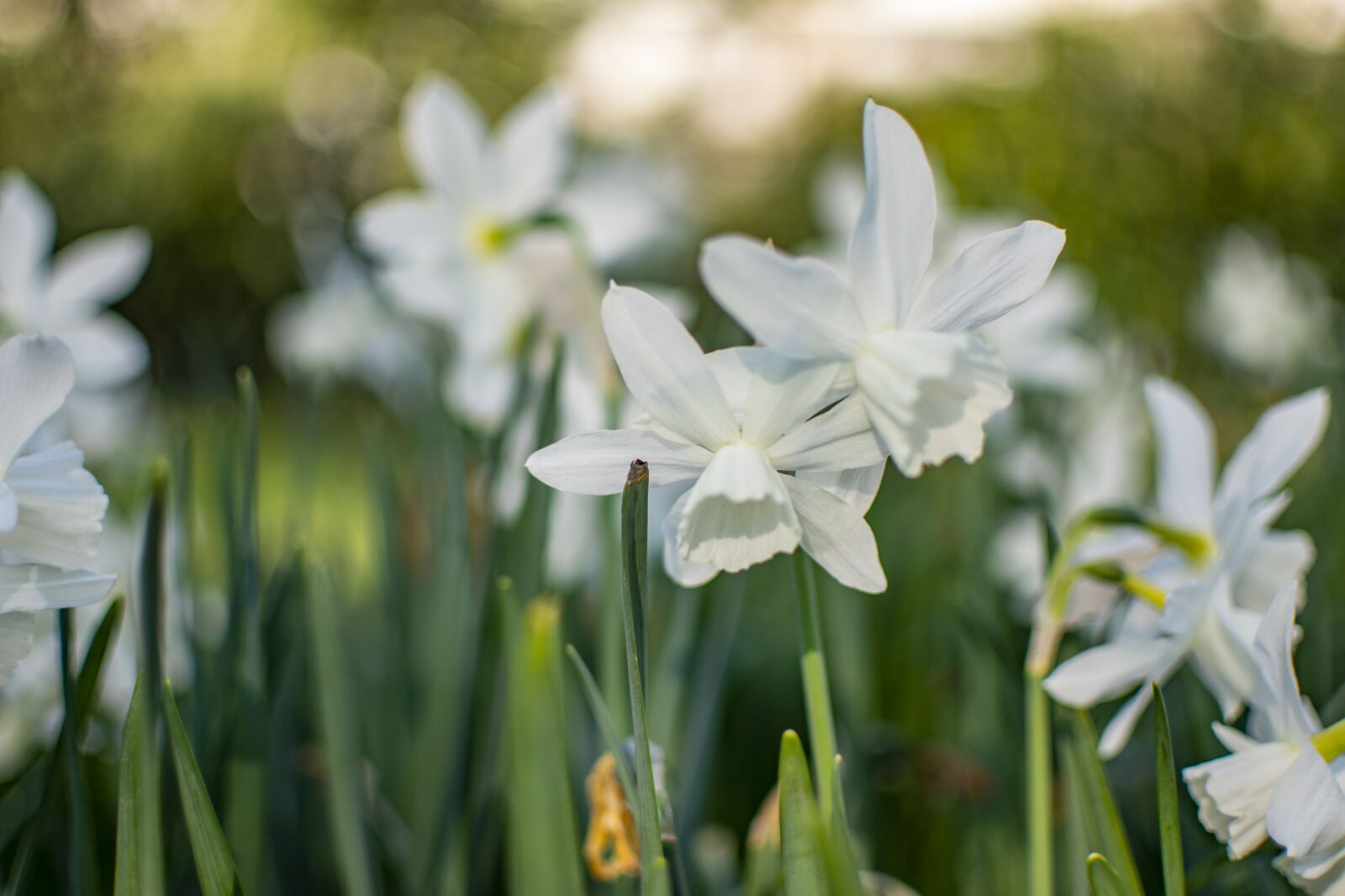 Nikon D5200 sample photo. Spring, flowers, white photography
