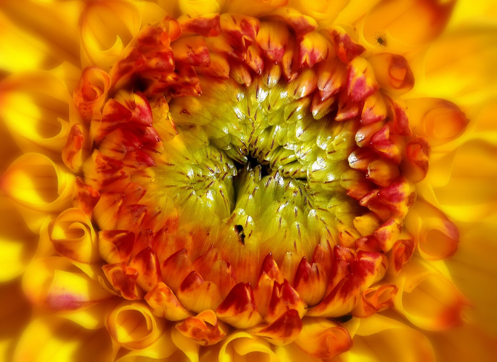 Nikon D7200 sample photo. Dahlia, dahlias, summer photography