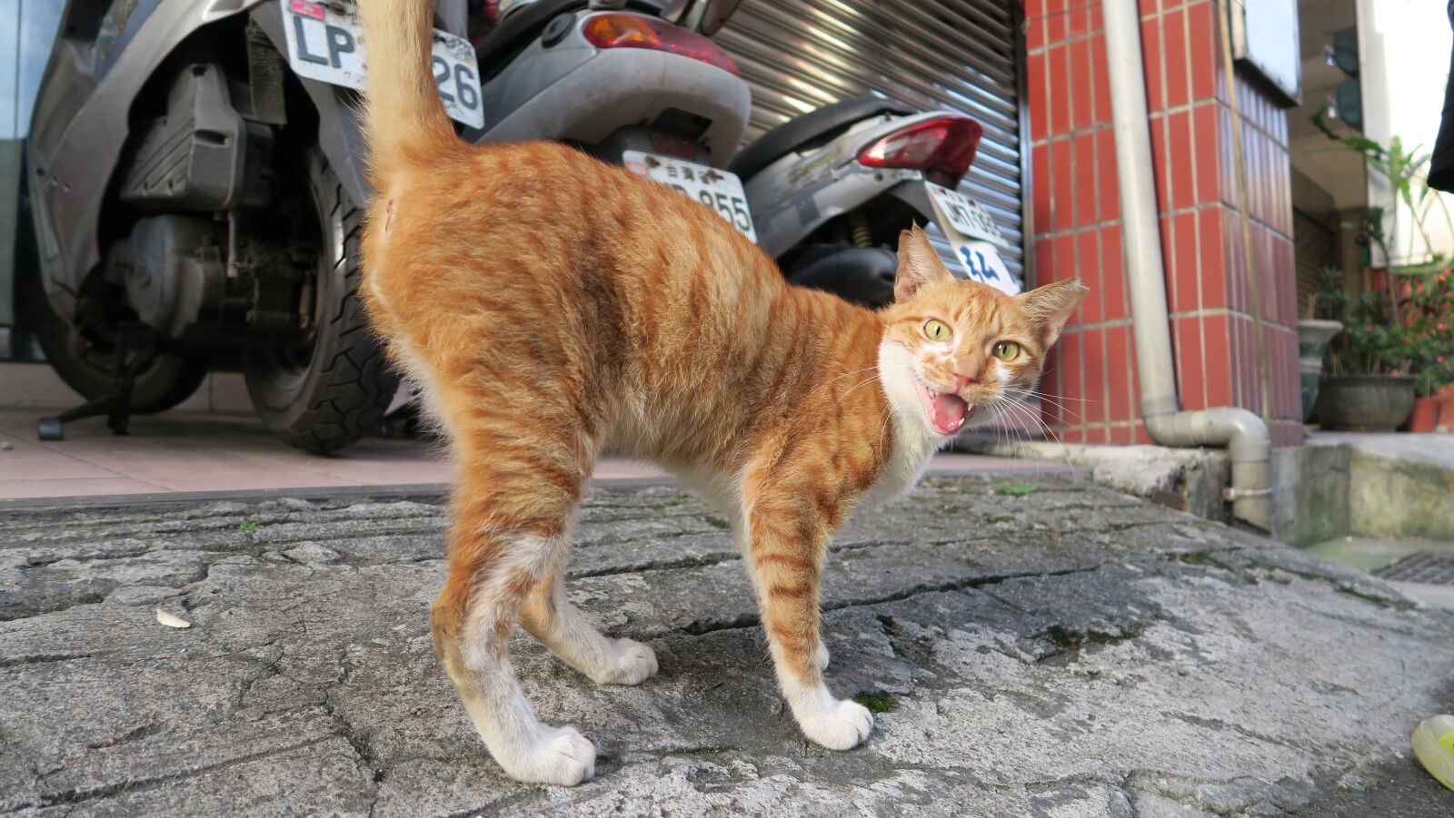 Canon PowerShot G7 X sample photo. Cat, scary, taiwan photography