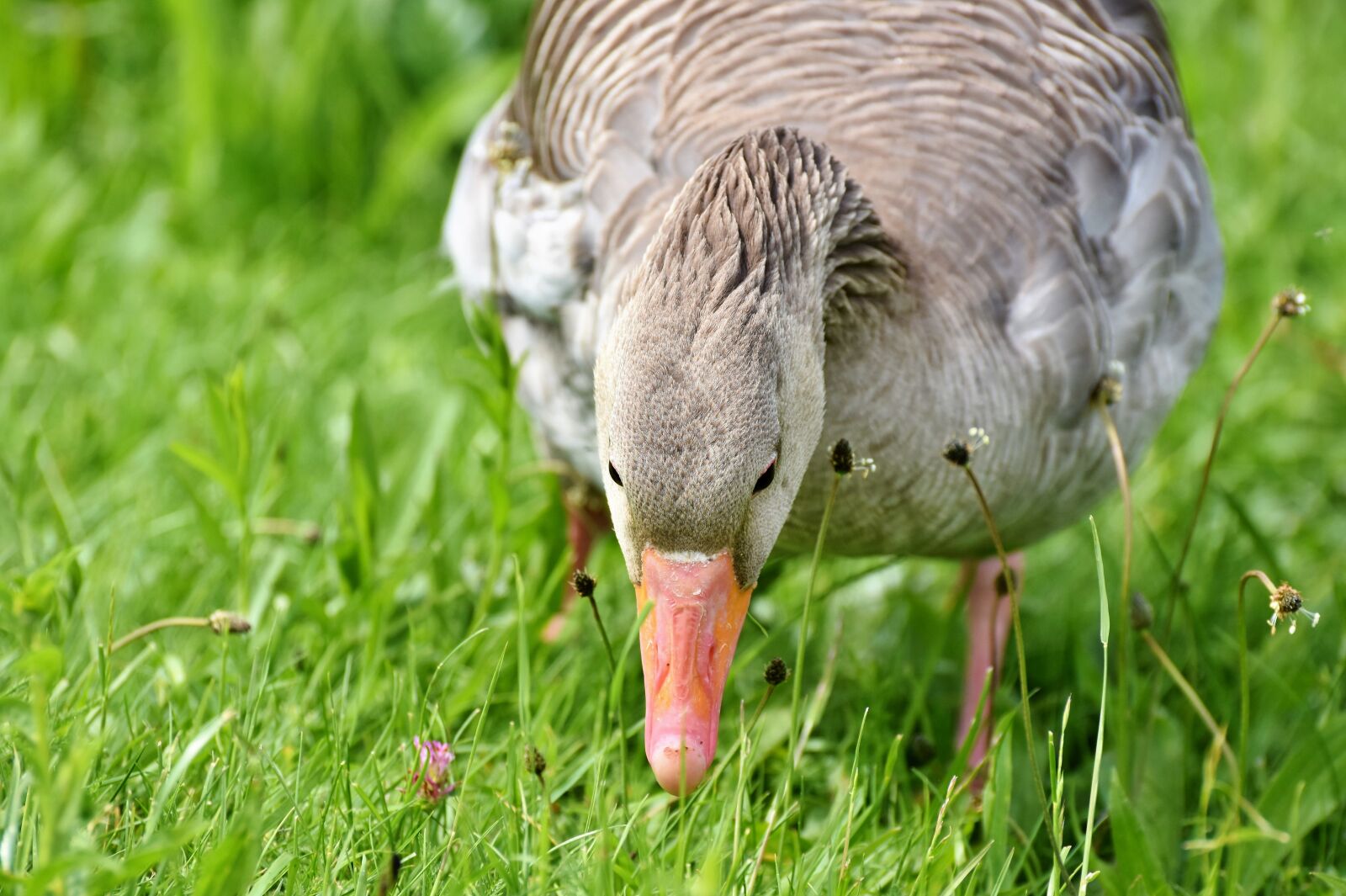 Nikon D7200 sample photo. Greylag goose, wild goose photography
