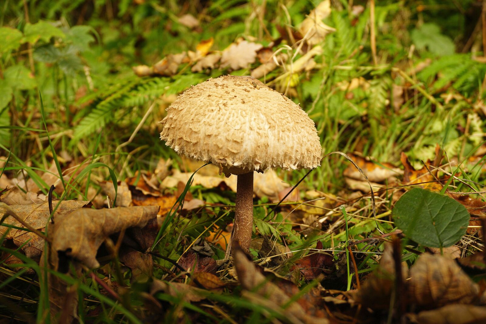 Sony E 16-50mm F3.5-5.6 PZ OSS sample photo. Mushroom, nature, autumn photography