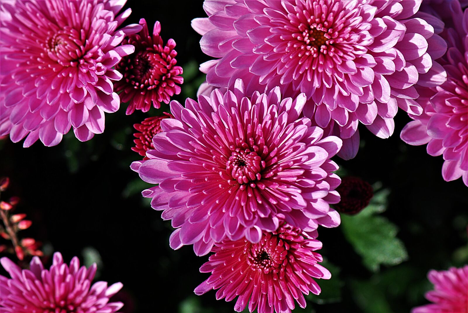 Nikon D80 sample photo. Chrysanthemums, plant, autumn photography