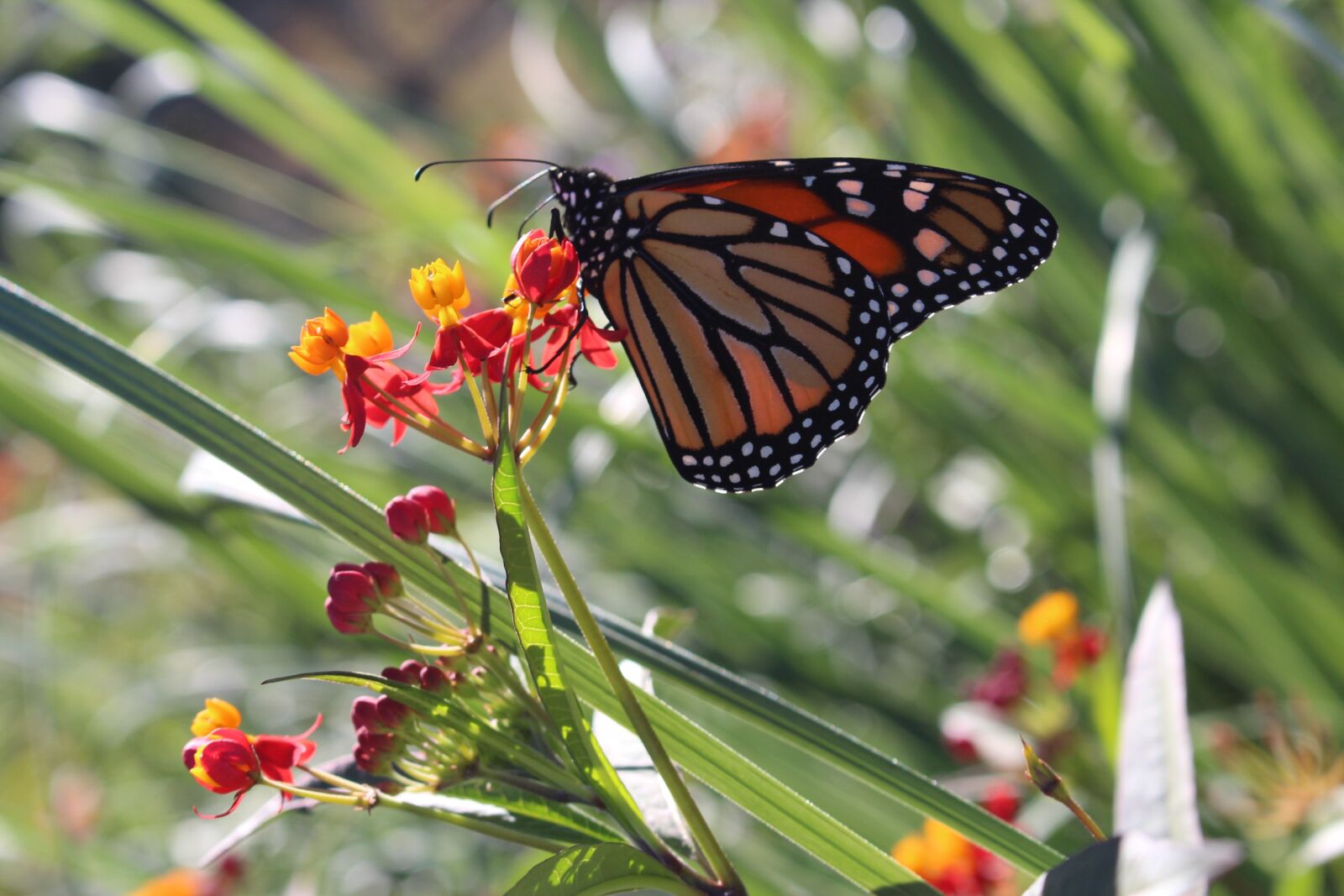 Canon EOS 700D (EOS Rebel T5i / EOS Kiss X7i) sample photo. Nature, butterfly day, insect photography