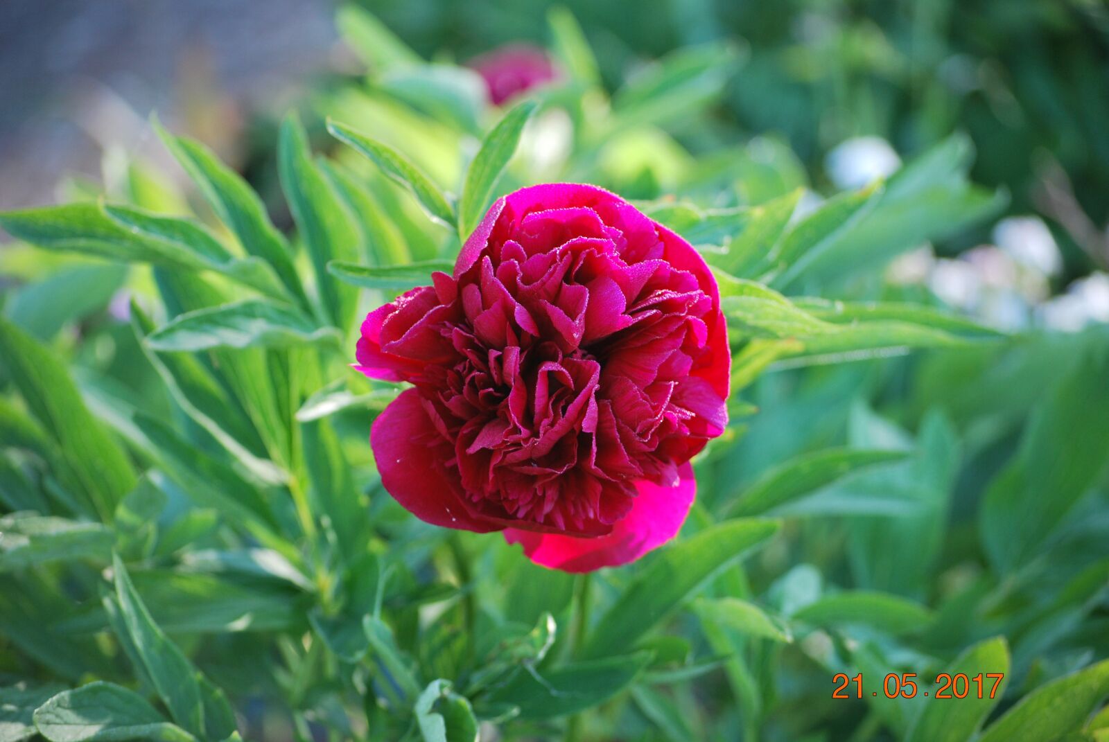 Nikon D60 sample photo. Flower, pentecost, nature photography