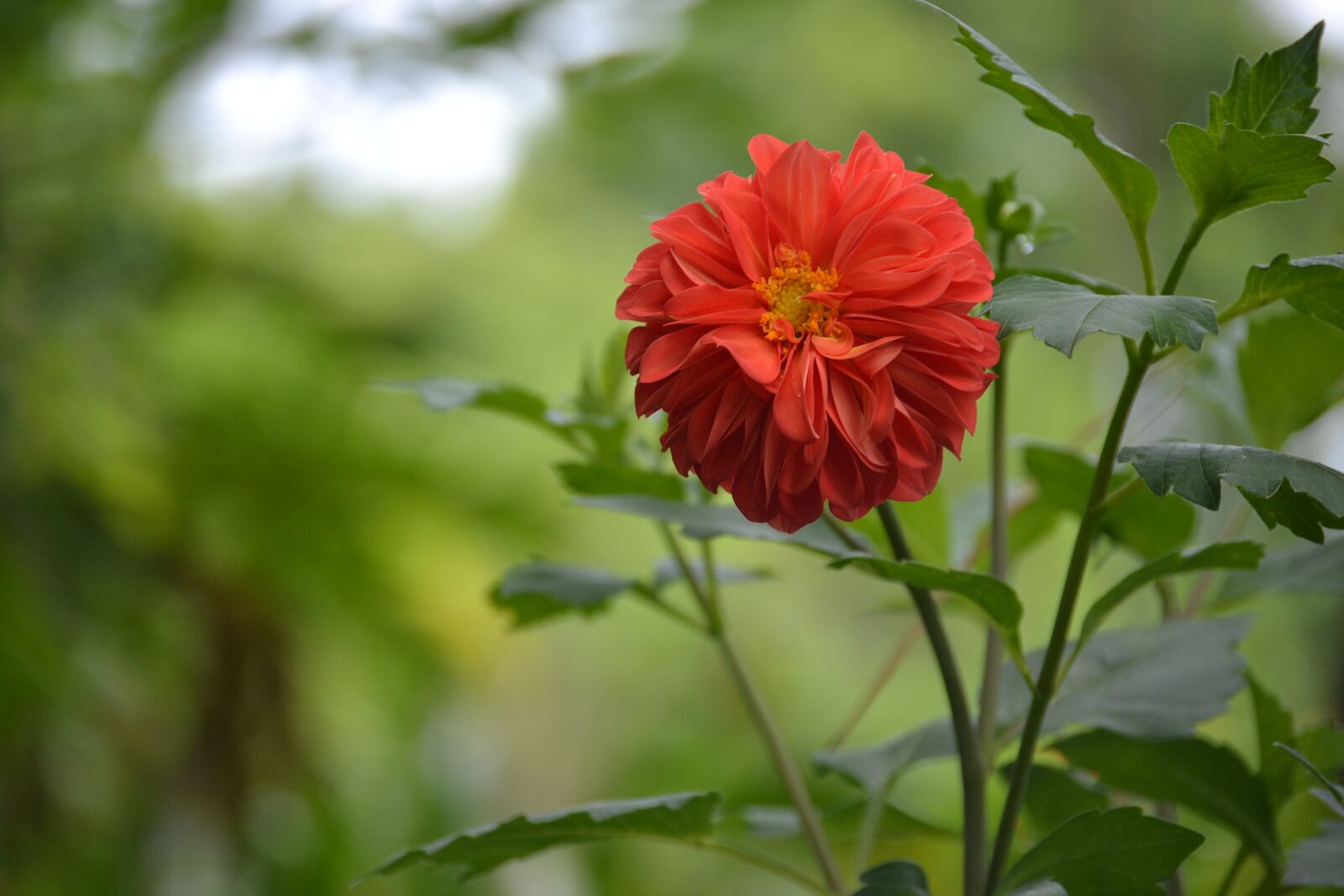 Nikon D3100 sample photo. Flower, beauty, summer photography
