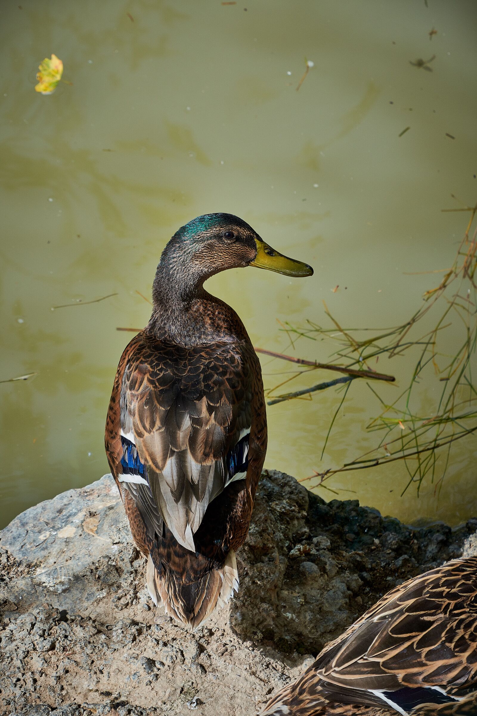 Nikon D7200 sample photo. Duck, feathers, animals photography