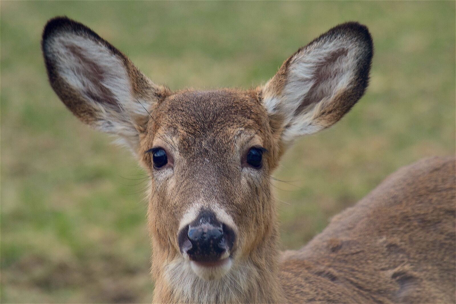 Nikon D3300 sample photo. Deer, face, portrait photography