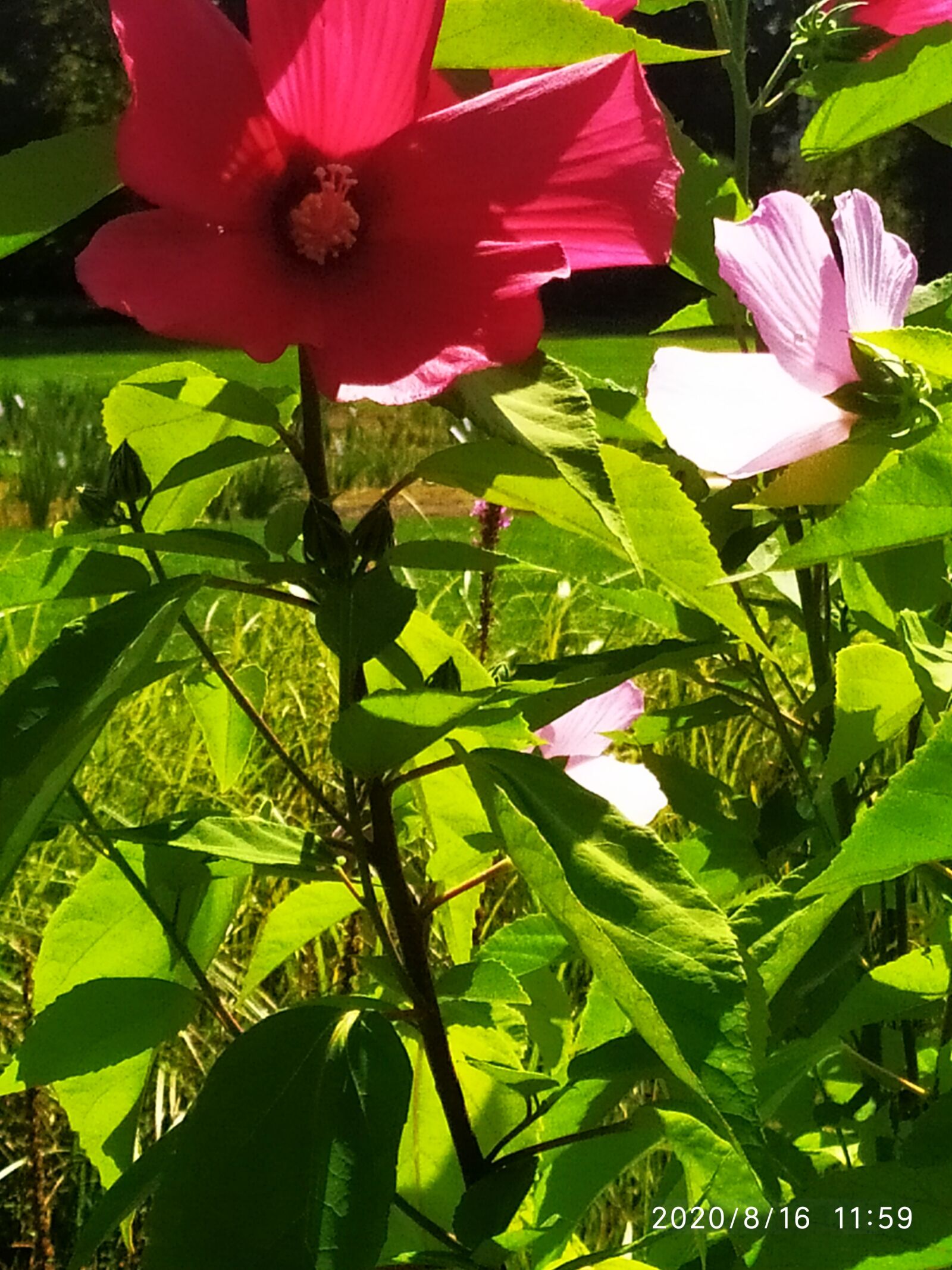 Xiaomi Redmi Note 7 sample photo. Flower, park, nature photography