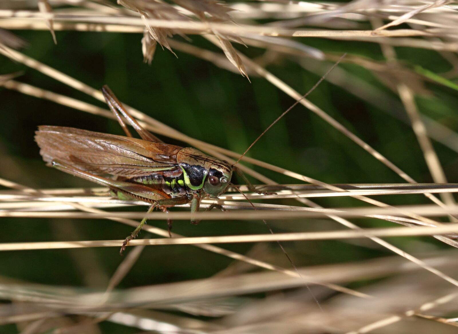 Canon EOS 80D sample photo. Roesel's bush cricket, insect photography