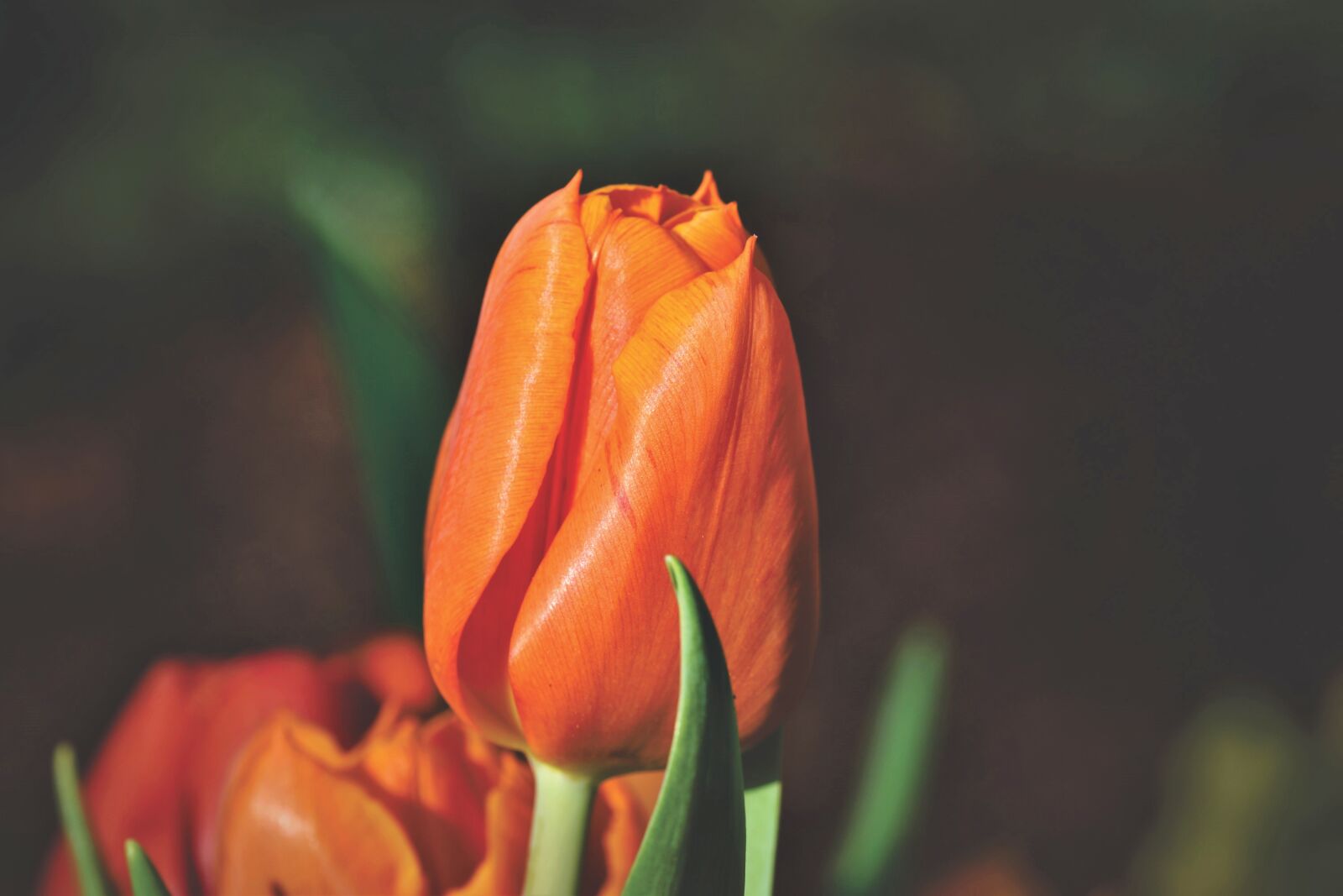 Nikon D7200 sample photo. Tulip, tulpenbluete, tulip field photography