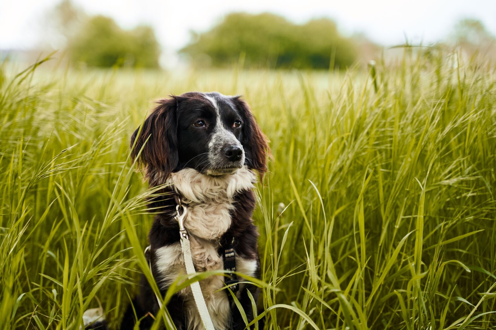 Sony a7 III + Tamron 28-75mm F2.8 Di III RXD sample photo. Dog, field, green photography