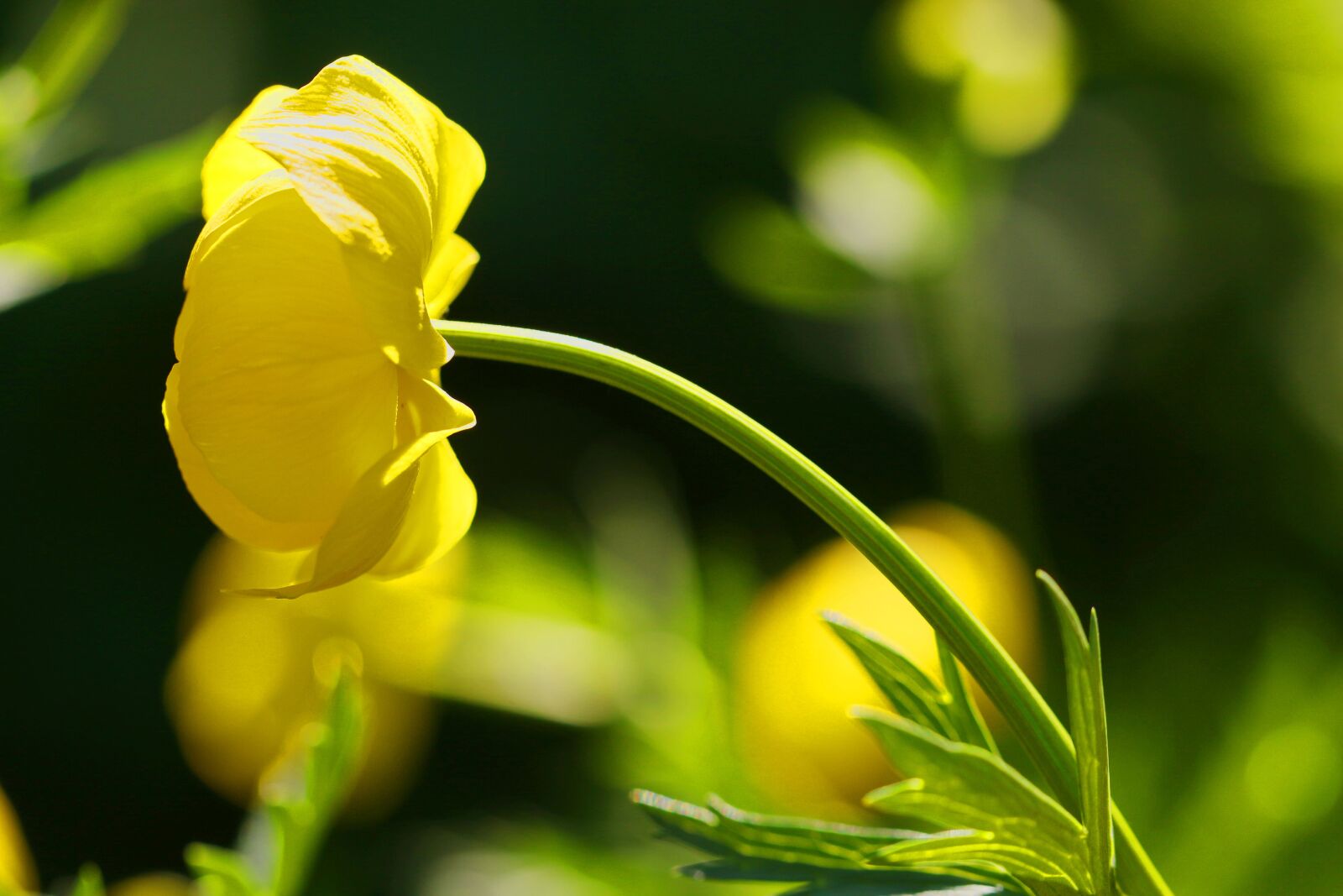 Canon EOS 7D Mark II sample photo. Flower, nature, garden photography