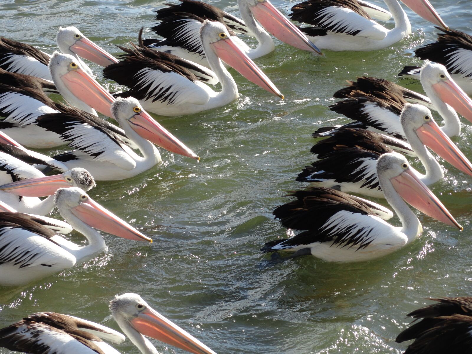 Sony Cyber-shot DSC-H70 sample photo. Pelican, flock, wildlife photography