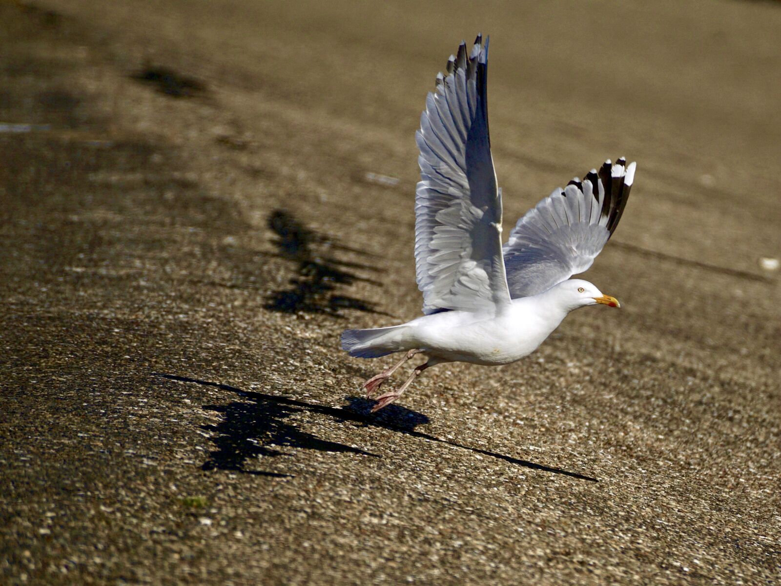 Sony DT 55-300mm F4.5-5.6 SAM sample photo. Gull, departure, start photography