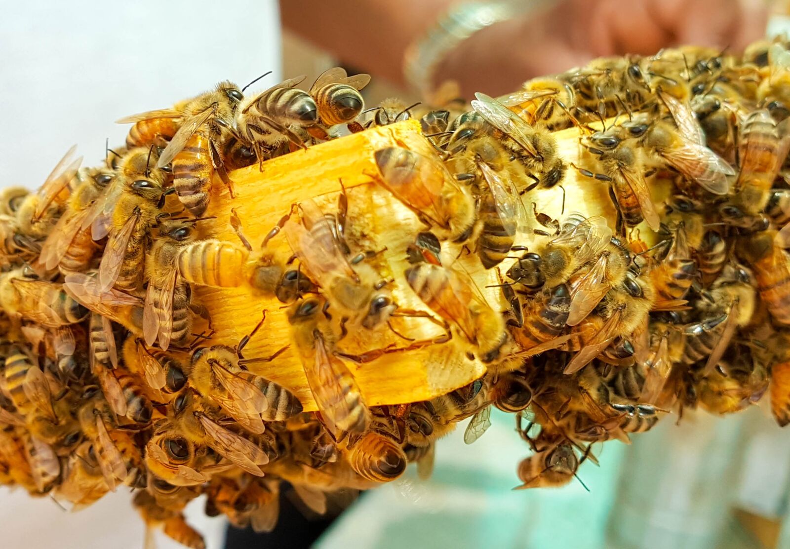 Samsung Galaxy Note5 sample photo. Bee, bees, honey photography