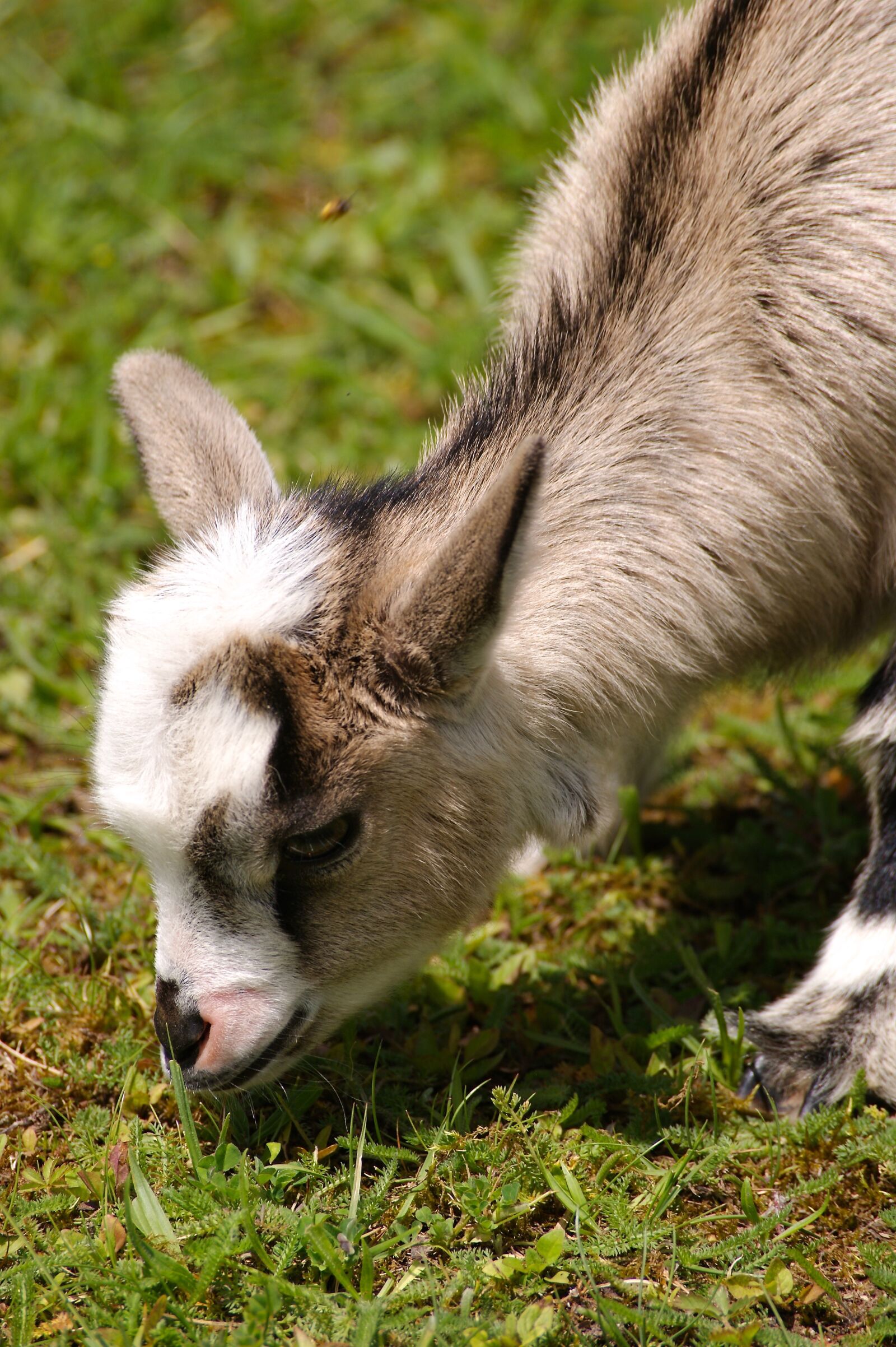 Sony Alpha DSLR-A350 sample photo. Kid, young animal, goat photography