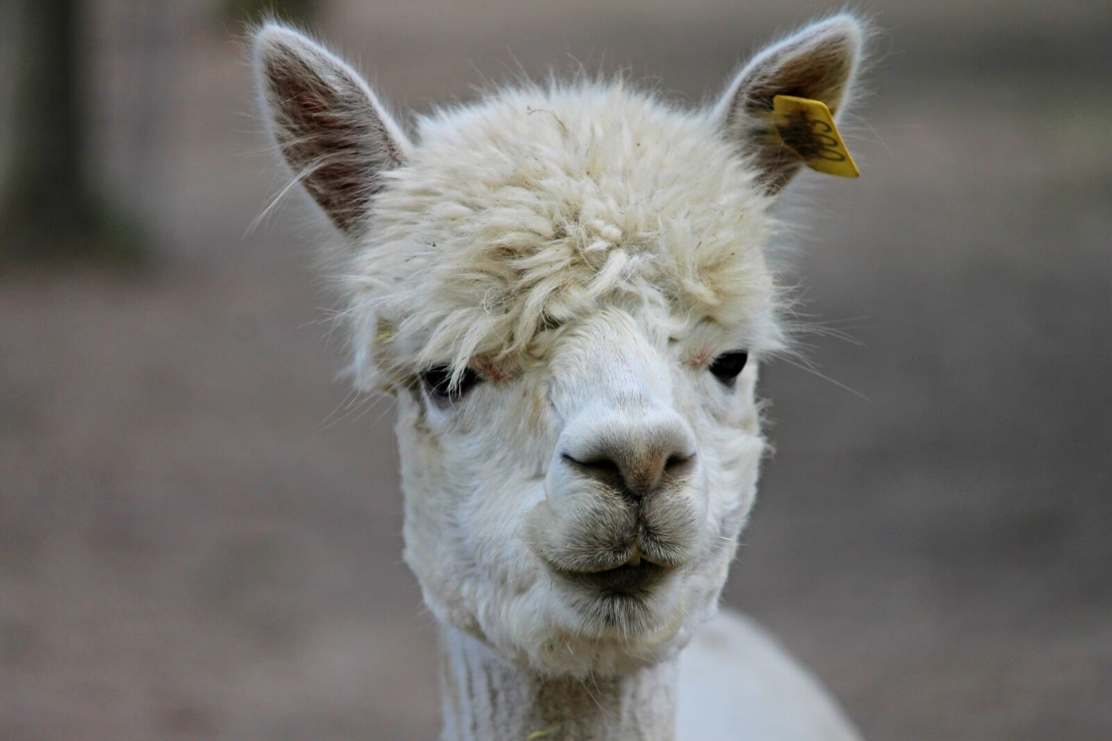 Canon EOS 1100D (EOS Rebel T3 / EOS Kiss X50) sample photo. Alpaca, lama, camel photography